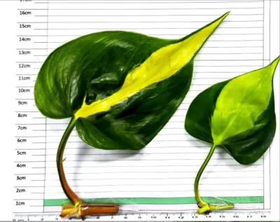 Heartleaf Philodendron Brasil cutting on the measuring grid