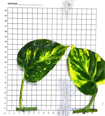 Hawaiian cutting on the measuring grid