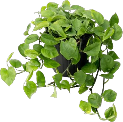 Jade