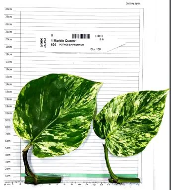 Marble Queen cutting on the measuring grid