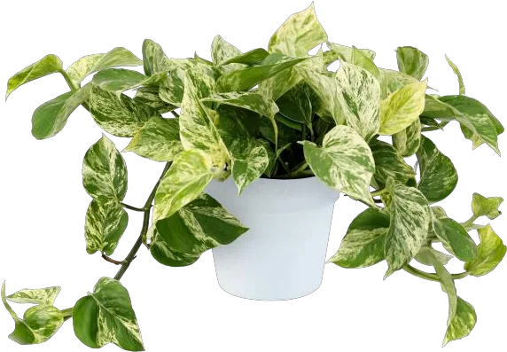 Marble Queen