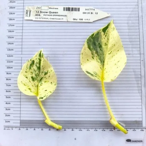 Snow Queen cutting on the measuring grid