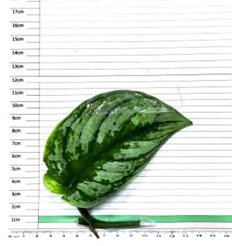 Satin Pothos Exotica cutting on the measuring grid
