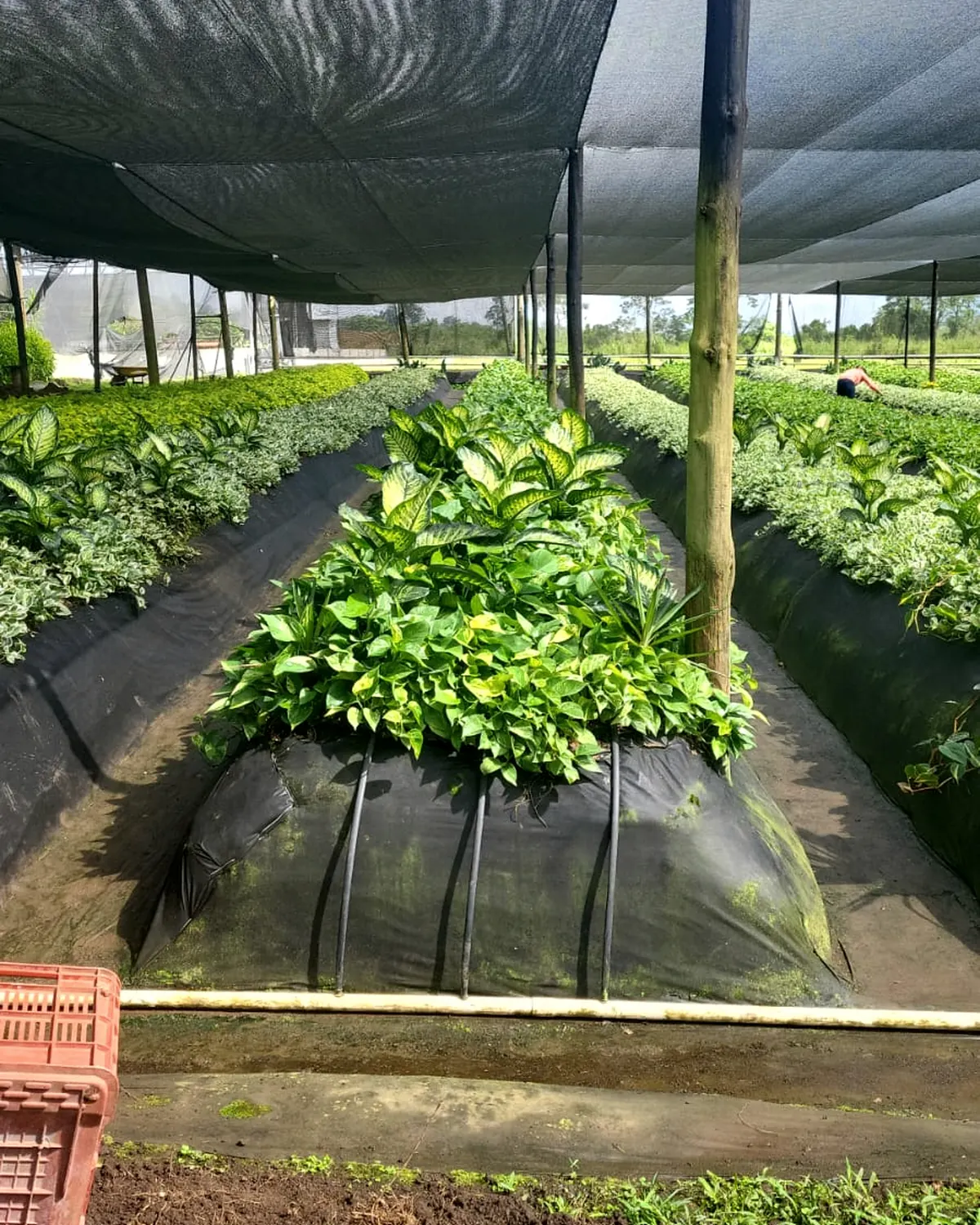 Rooted pothos in a shadehouse bed